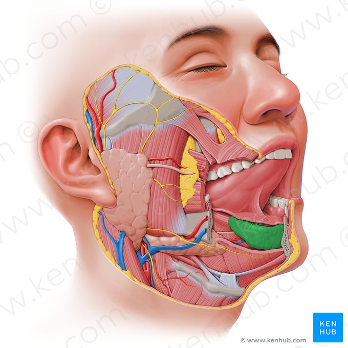 Sublingual gland (Glandula sublingualis); Image: Paul Kim