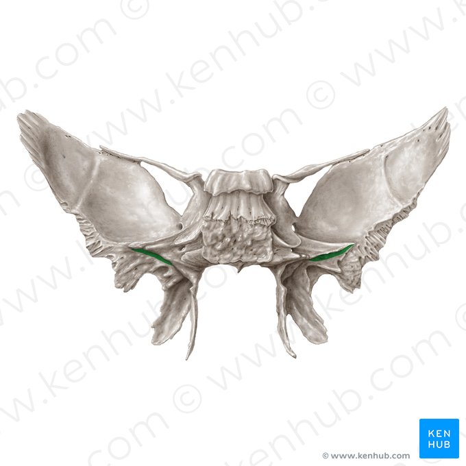 Sulcus of auditory tube of sphenoid bone (Sulcus tubae auditivae ossis sphenoidalis); Image: Samantha Zimmerman