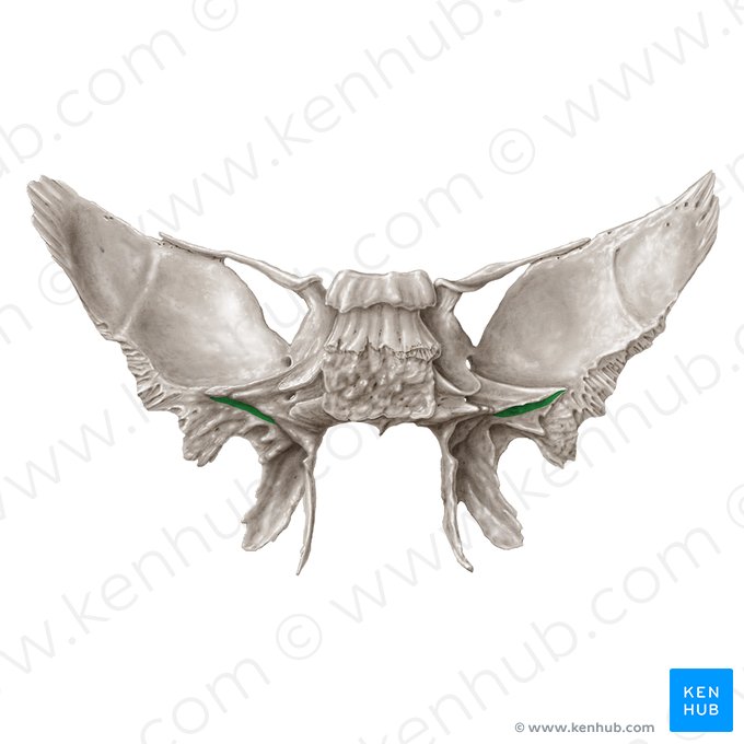 Sulco da tuba auditiva do osso esfenoide (Sulcus tubae auditivae ossis sphenoidalis); Imagem: Samantha Zimmerman