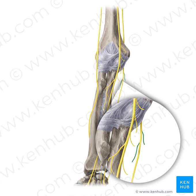 Ramos musculares do nervo ulnar (Rami musculares nervi ulnaris); Imagem: Yousun Koh