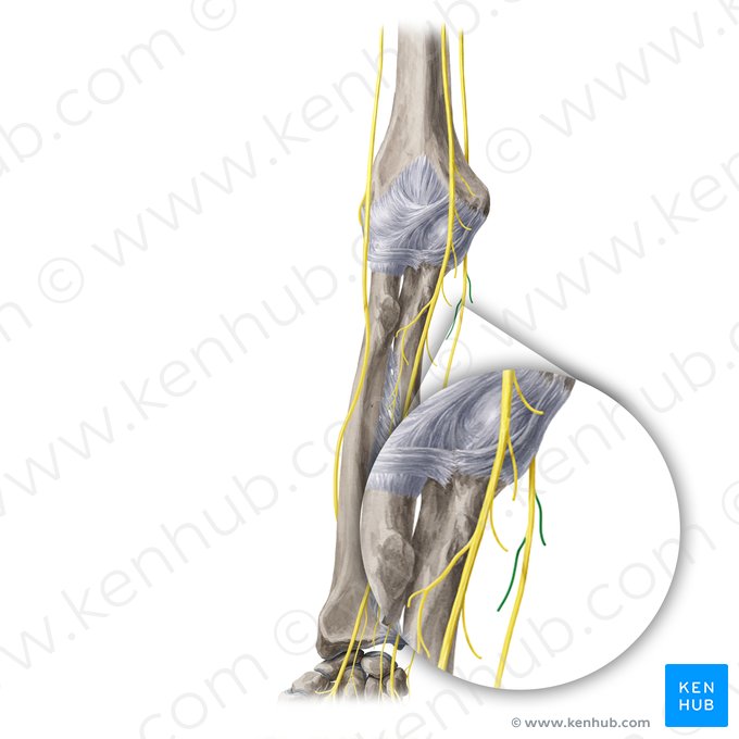 Rameaux musculaires du nerf ulnaire (Rami musculares nervi ulnaris); Image : Yousun Koh