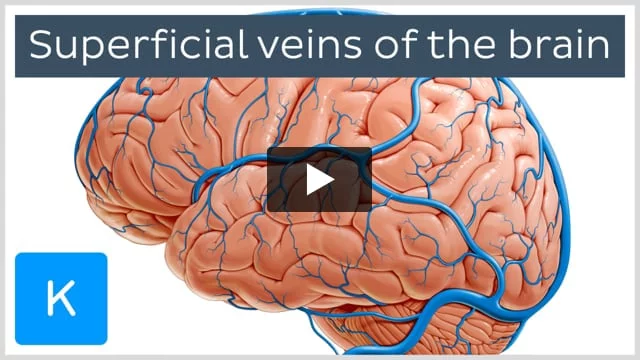 Venous Drainage of the Central Lobe, Neuroanatomy
