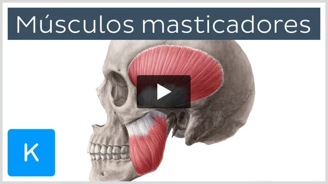 Músculos masticadores: Anatomía, funciones, inervación