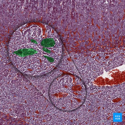 Medullary venules; Image: 