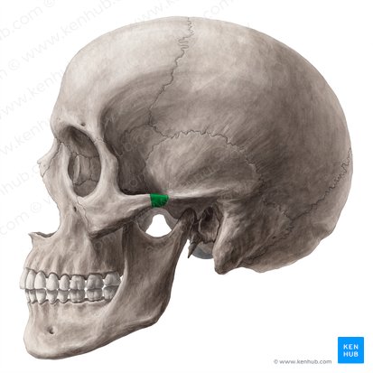 Zygomatic process of temporal bone (Processus zygomaticus ossis temporalis); Image: Yousun Koh