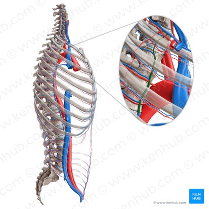 Vena intercostal superior (Vena intercostalis superior); Imagen: Paul Kim