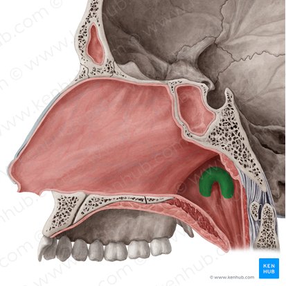 Torus tubarius (Tubenwulst); Bild: Yousun Koh