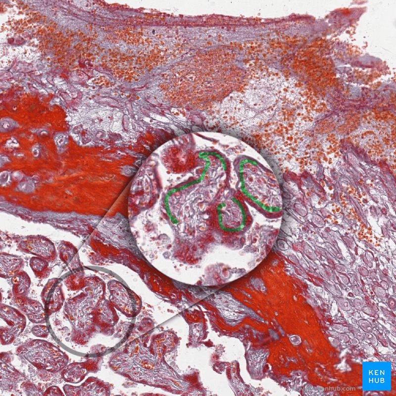 Cytotrophoblast - histological slide