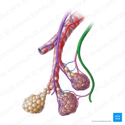 Pulmonary veins (Venae pulmonales); Image: Paul Kim