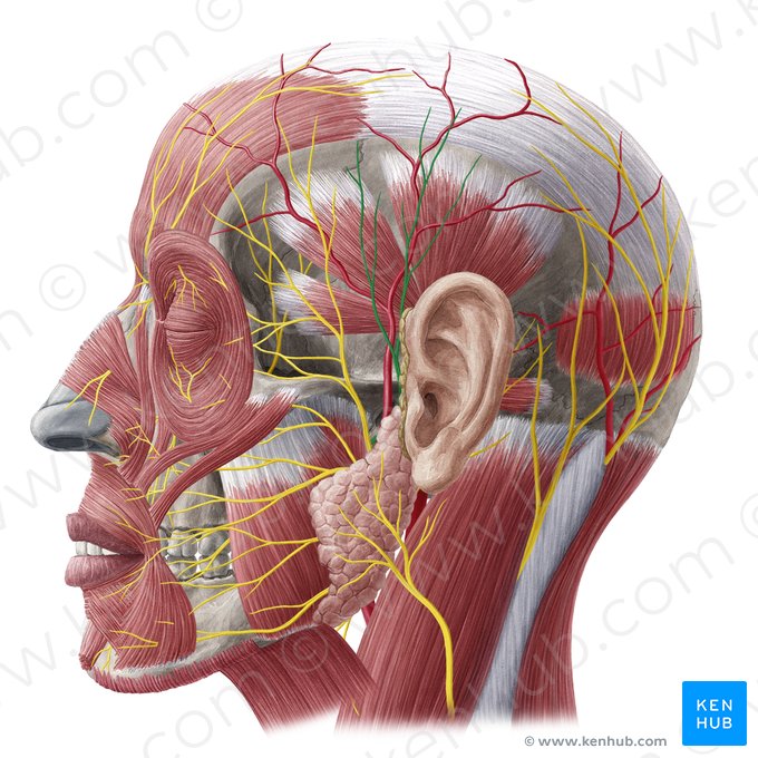 Nervo auriculotemporal (Nervus auriculotemporalis); Imagem: Yousun Koh