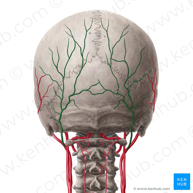 Artéria occipital (Arteria occipitalis); Imagem: Yousun Koh