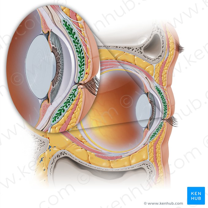 Glándula tarsal (Glandula tarsalis); Imagen: Paul Kim