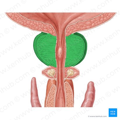 Próstata (Prostata); Imagem: Samantha Zimmerman