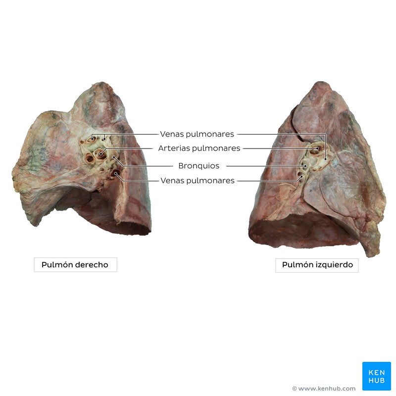 Vista medial de los pulmones en un cadáver