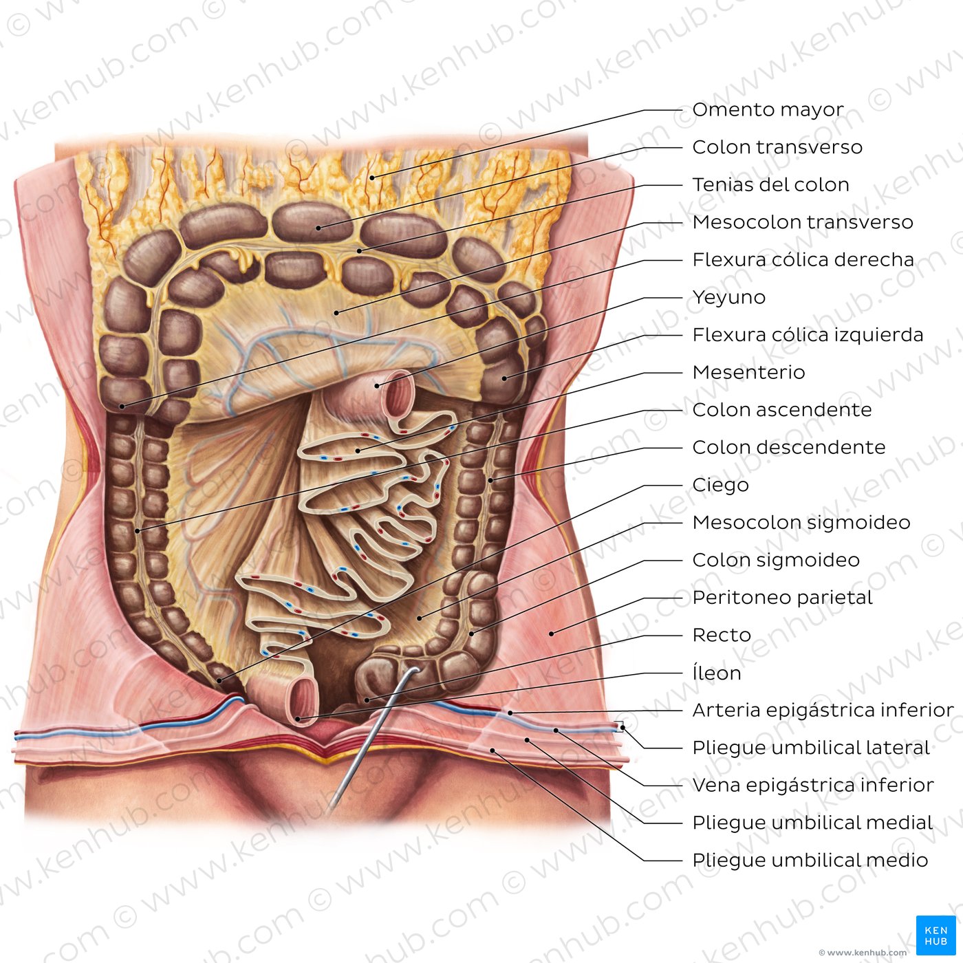 Anatomía del mesenterio
