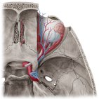 Arteries and veins of the orbit