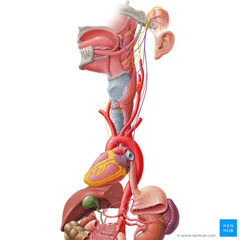 Sistemas del cuerpo humano: Órganos y funciones