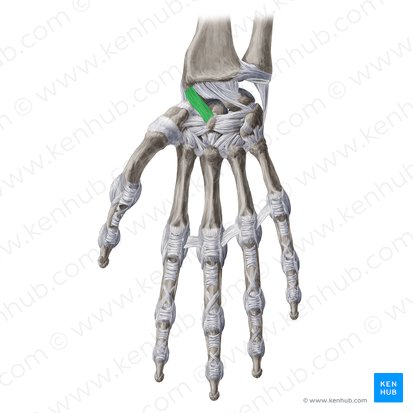 Ligamentum radioscaphocapitatum (Speichen-Kahnbein-Kopfbein-Band); Bild: Yousun Koh