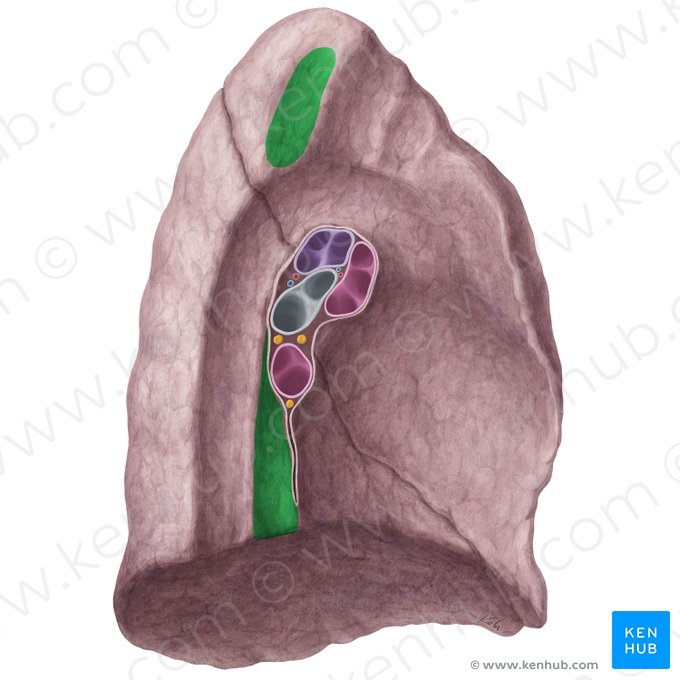 Esophageal impression of left lung (Impressio oesophagea pulmonis sinistri); Image: Yousun Koh
