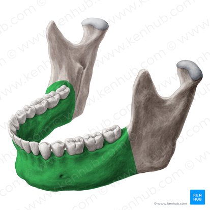 Cuerpo de la mandíbula (Corpus mandibulae); Imagen: Yousun Koh