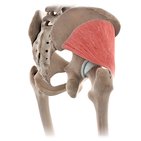 Gluteus minimus muscle (3D)