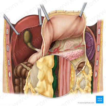 Descending colon (Colon descendens); Image: Esther Gollan