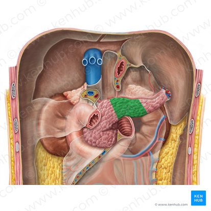 Body of pancreas (Corpus pancreatis); Image: Irina Münstermann