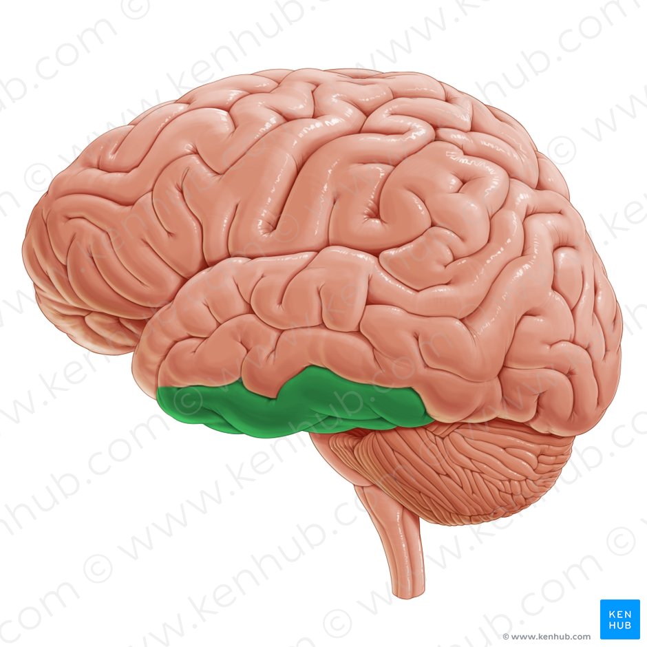 Lateral view of the brain: Anatomy and functions | Kenhub