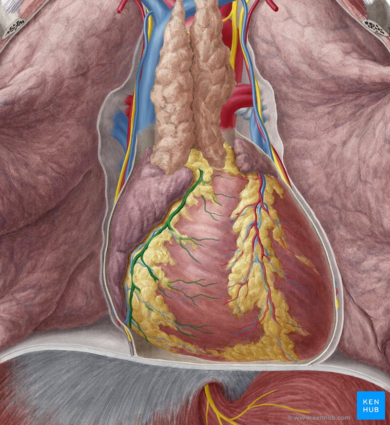 Right coronary artery