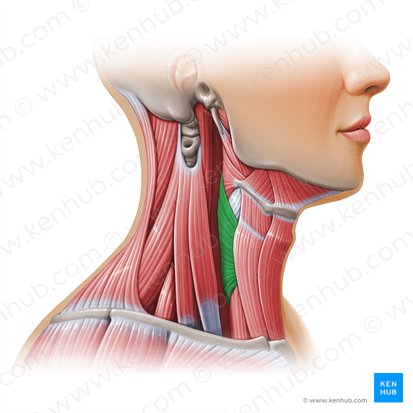 Músculo constritor inferior da faringe (Musculus constrictor inferior pharyngis); Imagem: Paul Kim