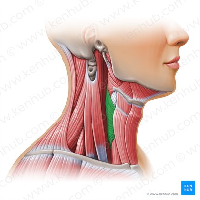 Inferior pharyngeal constrictor muscle (Musculus constrictor inferior pharyngis); Image: Paul Kim