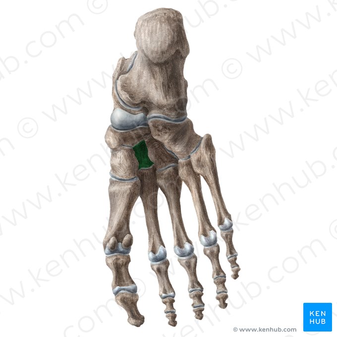 Hueso cuneiforme intermedio (Os cuneiforme intermedium); Imagen: Liene Znotina