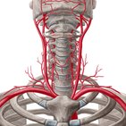 Subclavian artery