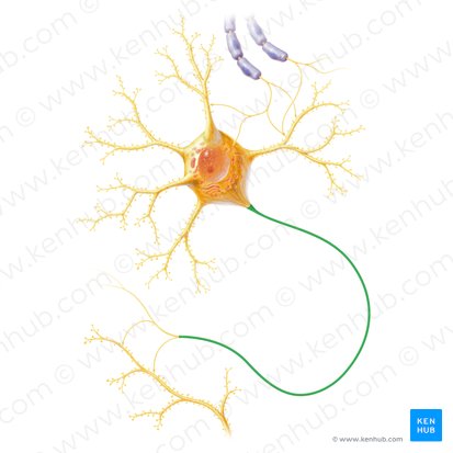 Axón (Axon); Imagen: Paul Kim