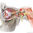 4 Passos para memorizar termos em anatomia