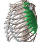 Serratus anterior muscle