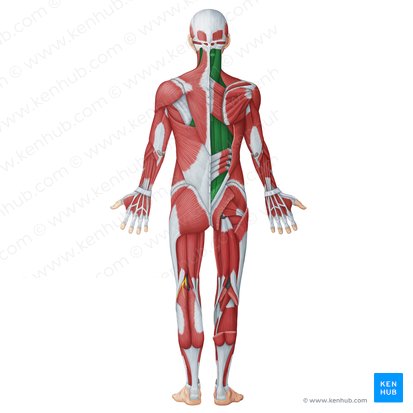 Musculi dorsi proprii (Autochthone Rückenmuskulatur); Bild: Irina Münstermann