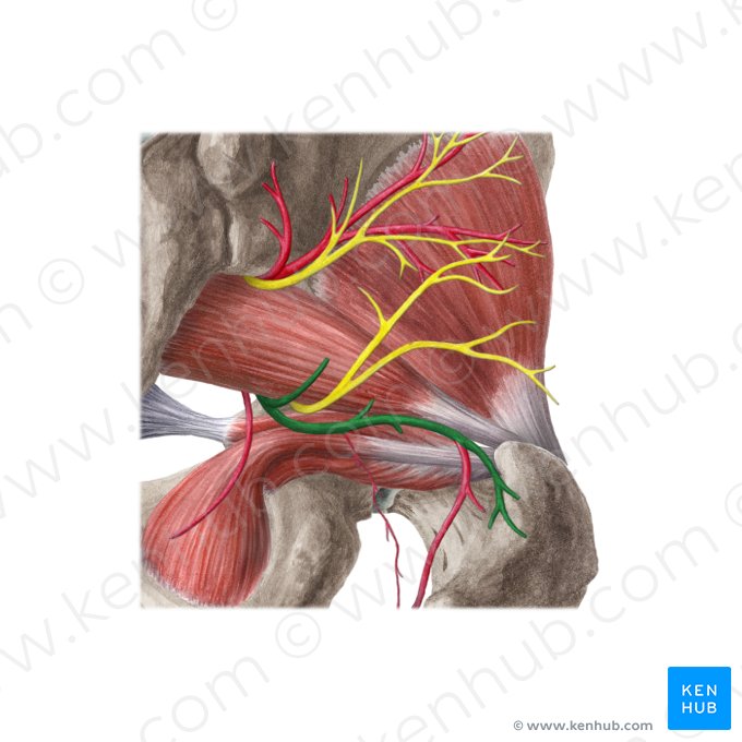 Inferior gluteal artery (Arteria glutea inferior); Image: Liene Znotina