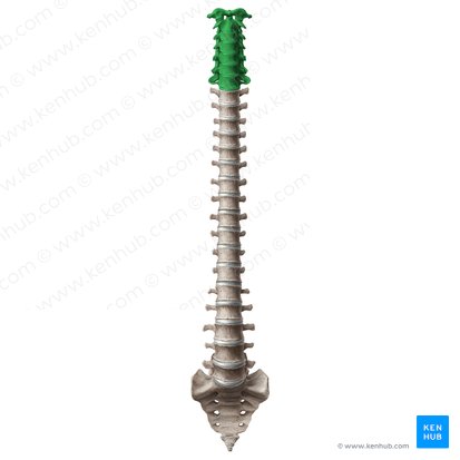 Vértebras cervicales (Vertebrae cervicales); Imagen: Paul Kim