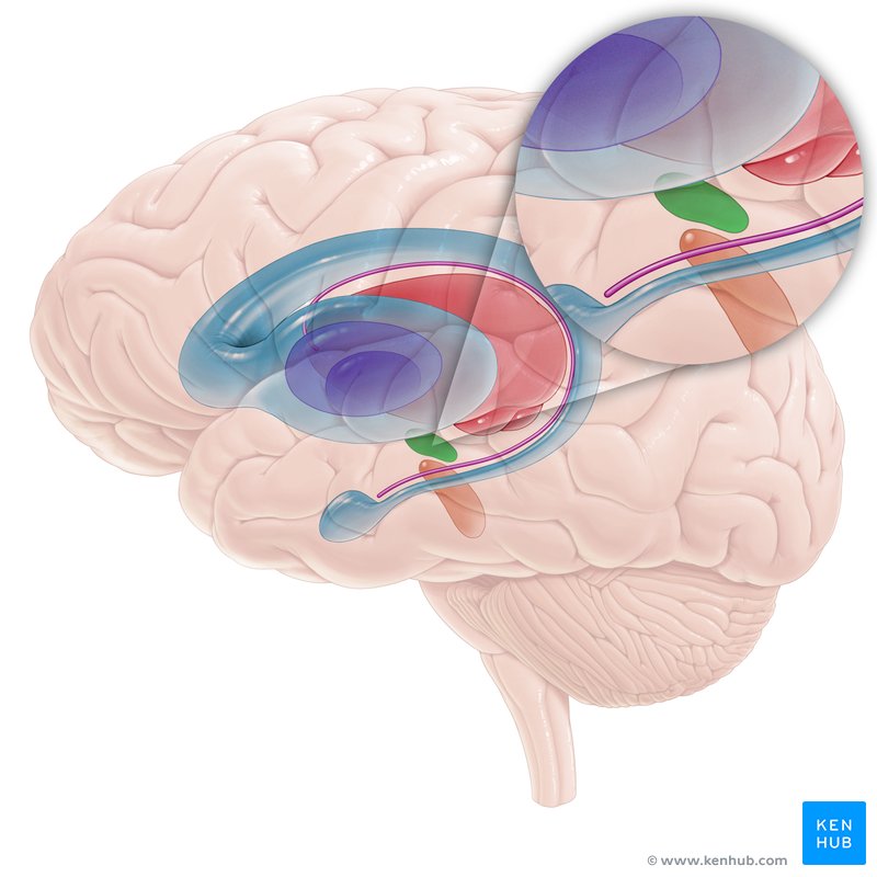 Subthalamic nucleus - lateral-left view.