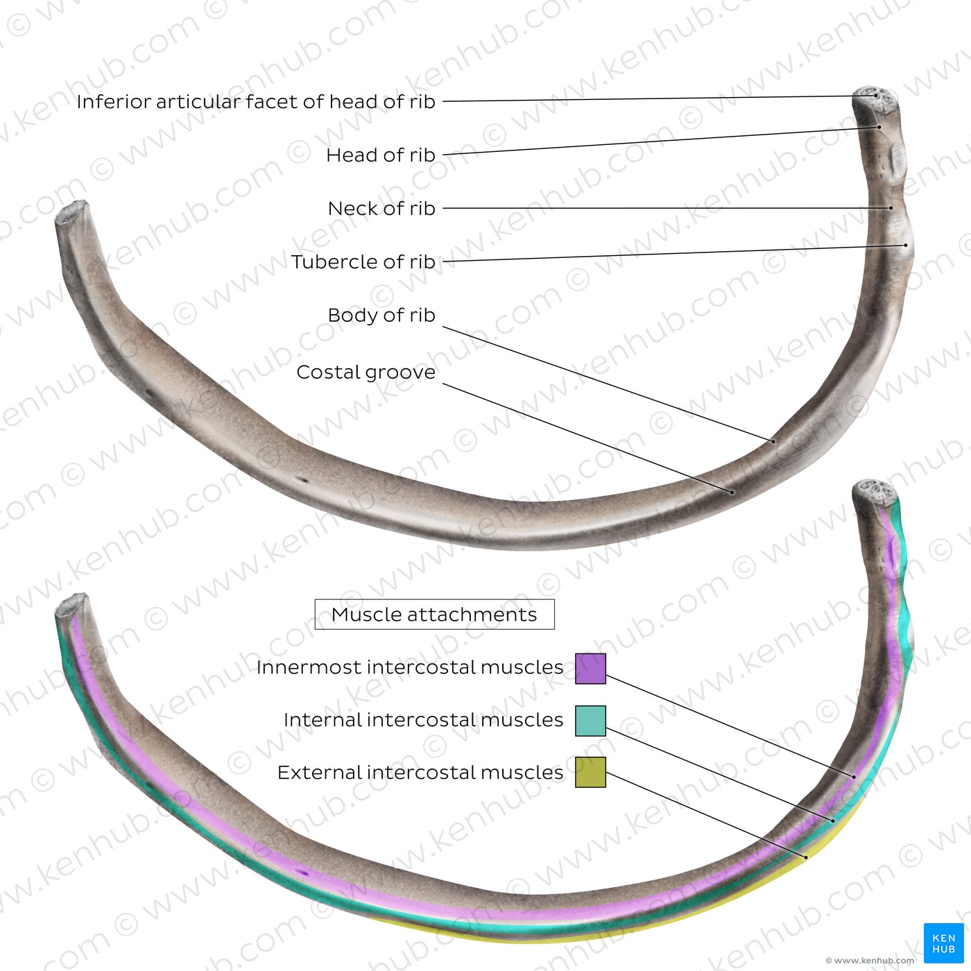 Typical rib (inferior view)