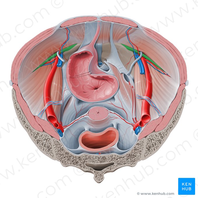 Trato iliopúbico (Tractus iliopubicus); Imagem: Paul Kim