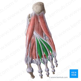 Musculi lumbricales 2-4 pedis (2.-4. wurmförmiger Fußmuskel); Bild: Liene Znotina