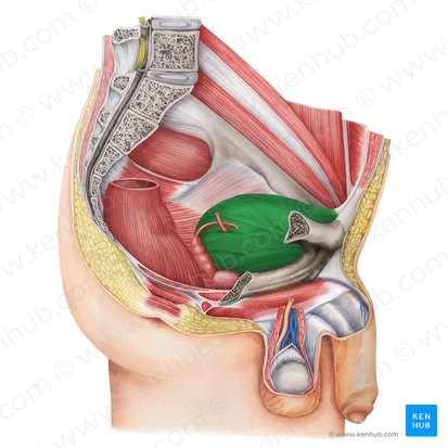 Urinary bladder (Vesica urinaria); Image: Irina Münstermann