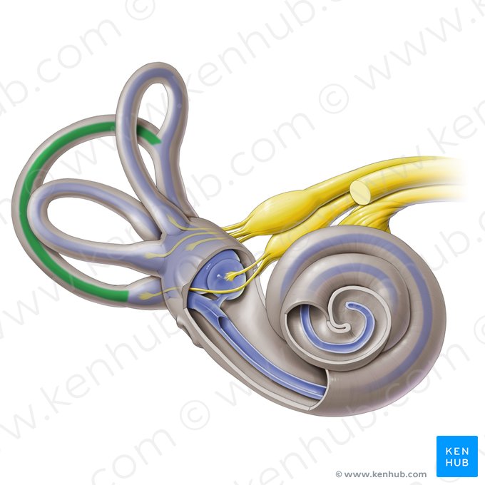 Ducto semicircular posterior (Ductus semicircularis posterior); Imagem: Paul Kim