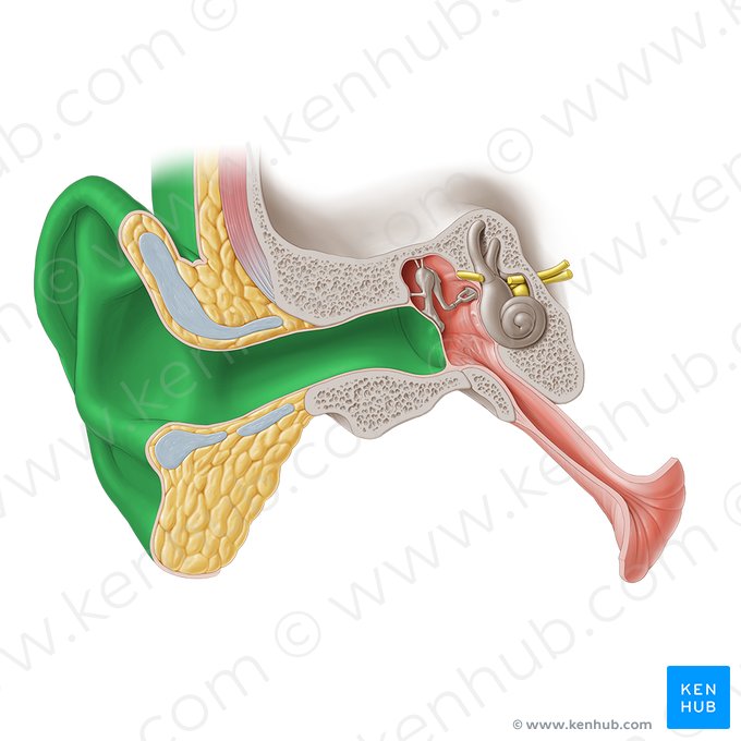 Externo (Externus); Imagem: Paul Kim