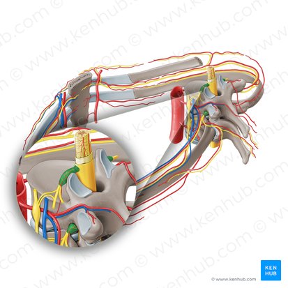 Ganglion spinale (Spinalganglion); Bild: Paul Kim