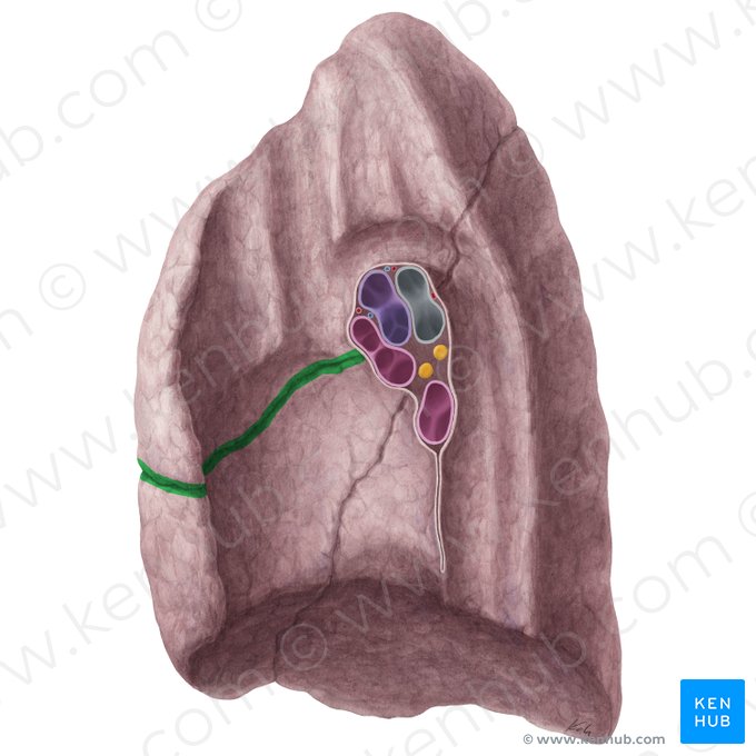 Horizontal fissure of right lung (Fissura horizontalis pulmonis dextri); Image: Yousun Koh