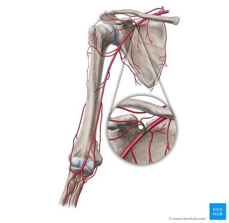 Thoracoacromial artery (Arteria thoracoacromialis)