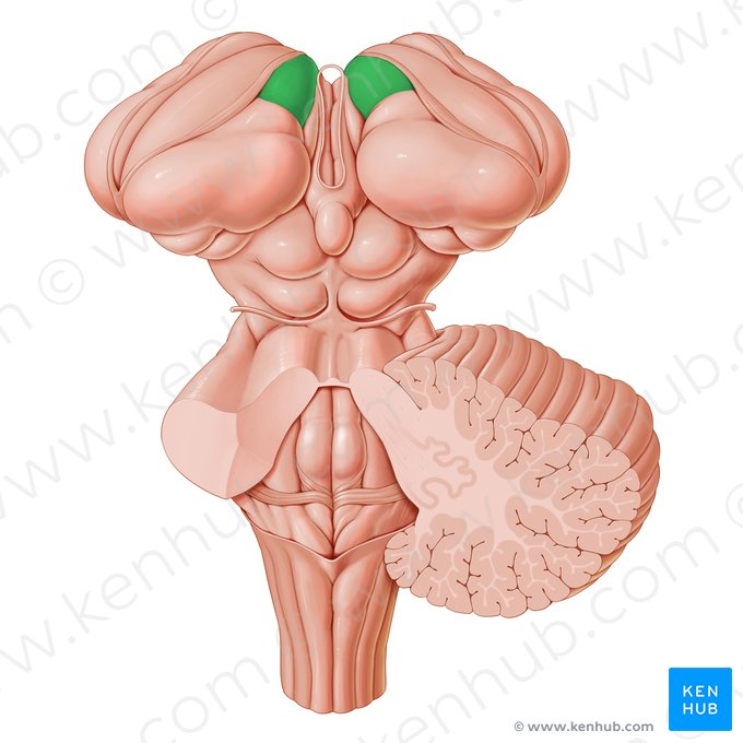 Anterior thalamic tubercle (Tuberculum anterius thalami); Image: Paul Kim